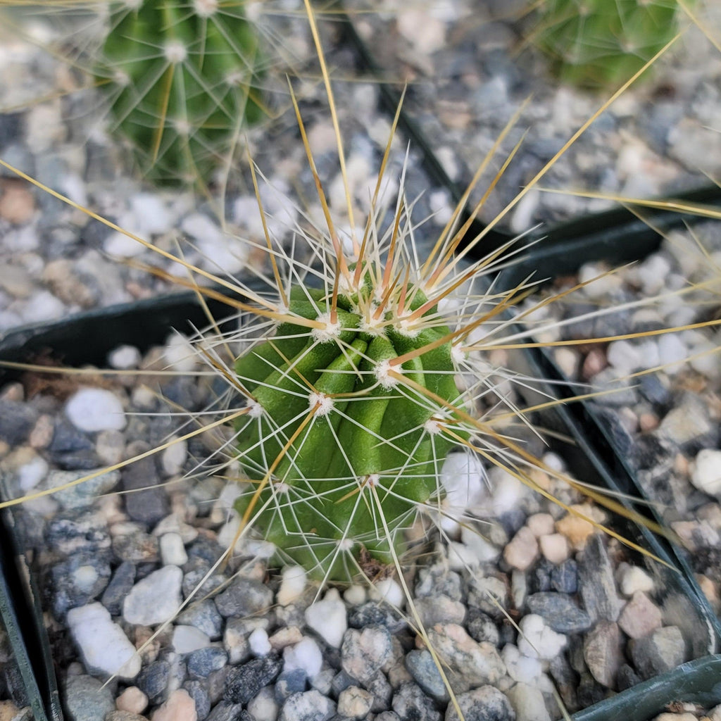Echinocereus Huasteca canyon arizonicus