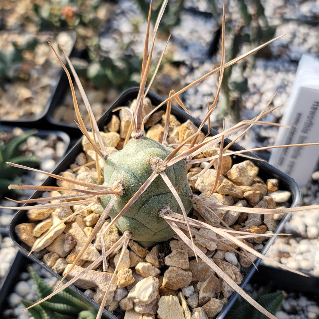 Tephrocactus aoracanthus