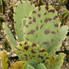 Kalanchoe marmorata