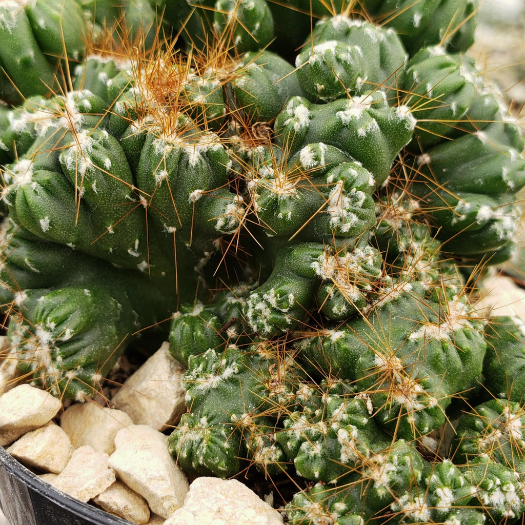 Cereus peruvianus monstrose &