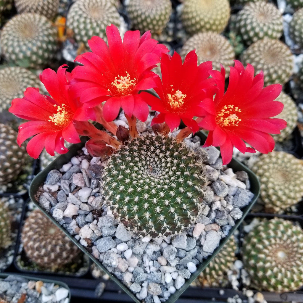 Rebutia krainziana
