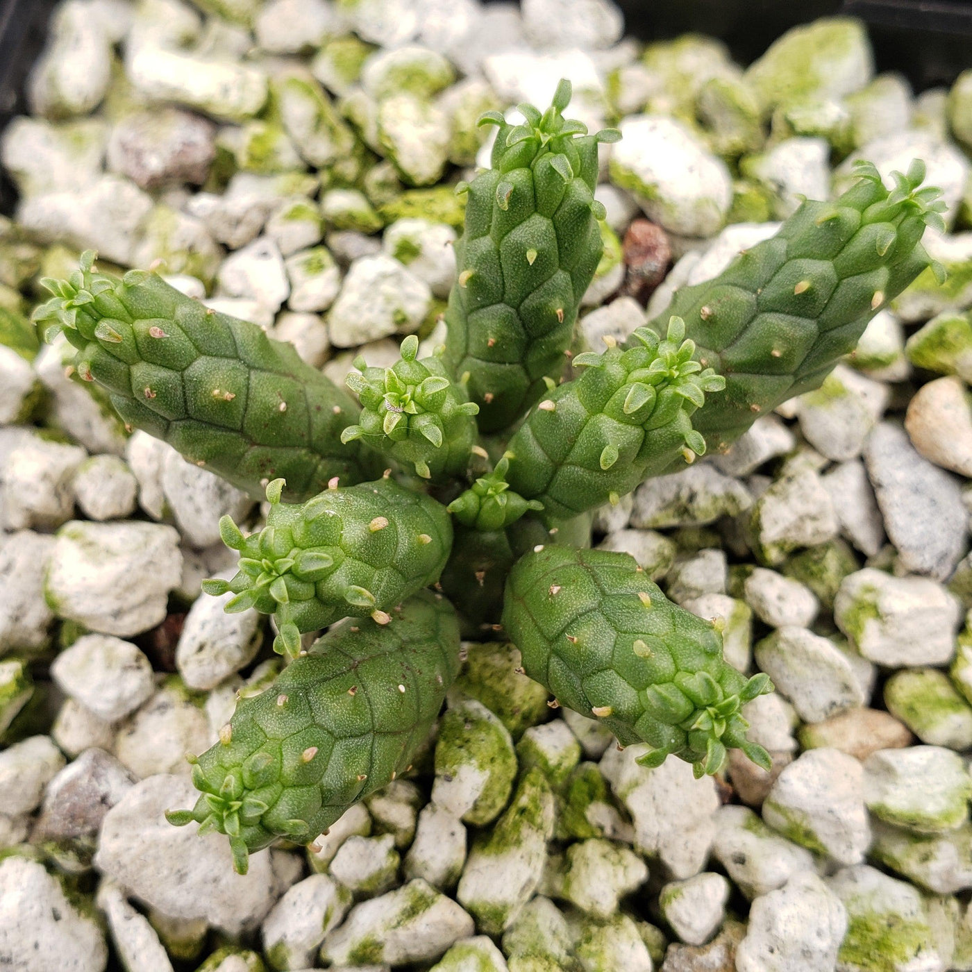 Euphorbia inermis huttonae