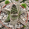 Gasteraloe pauline