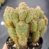 Opuntia rufida minima monstrose