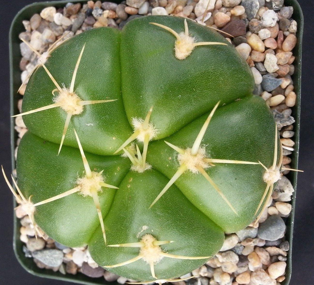 Gymnocalycium horstii