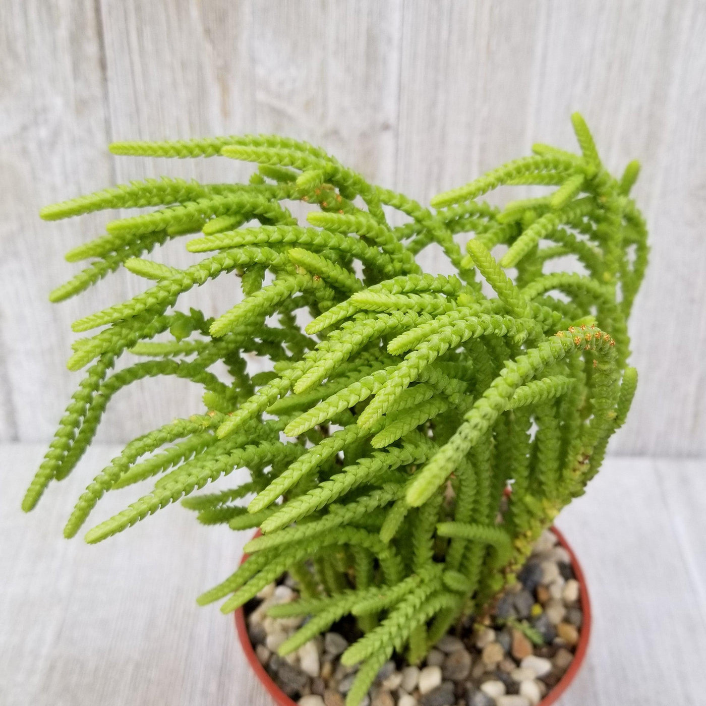 water chain succulent Shop Watch Chain Succulent 'Crassula lycopodioides' Care & Info