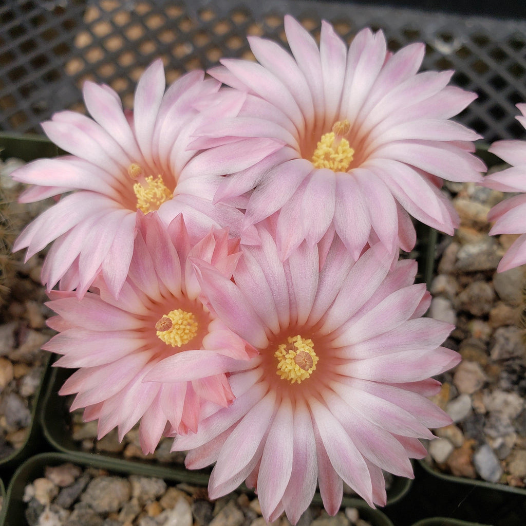 Notocactus gutierezii