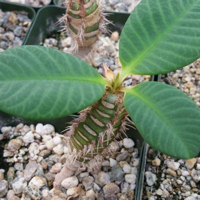 Euphorbia neohumbertii