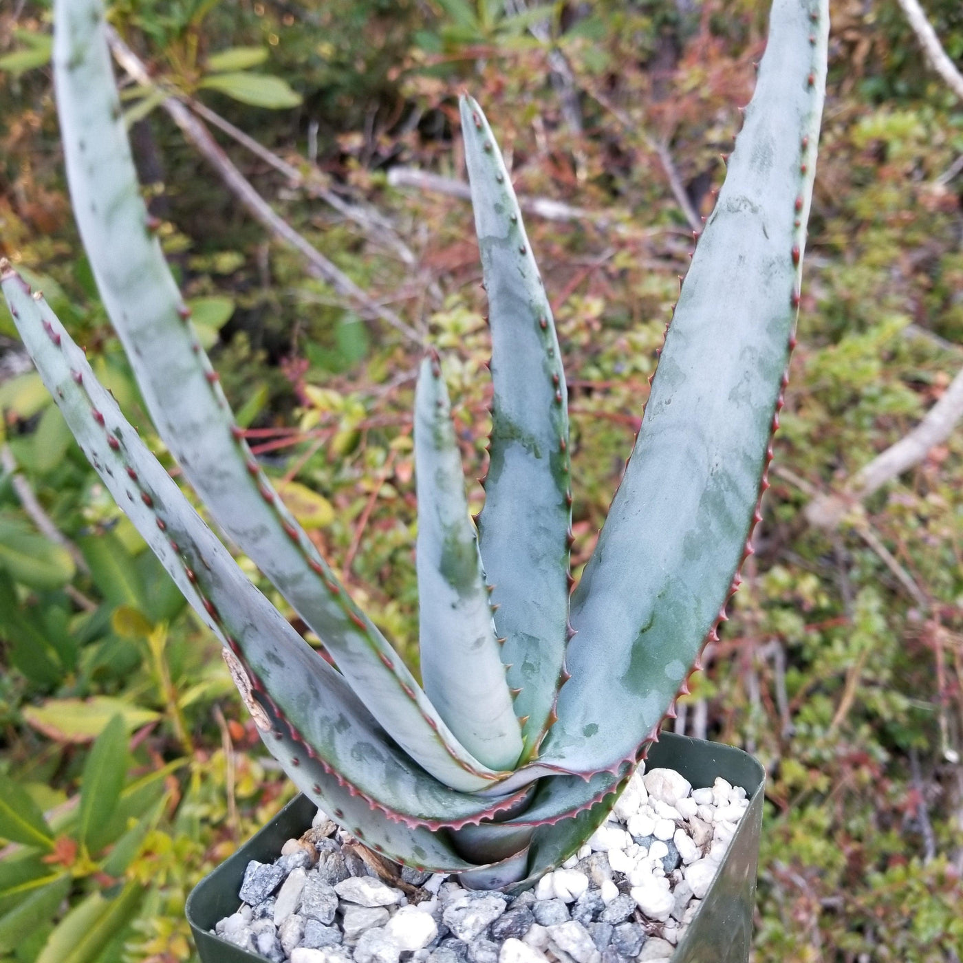 Aloe capitata quartziticola