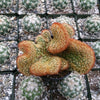 Mammillaria elongata cristata copper king