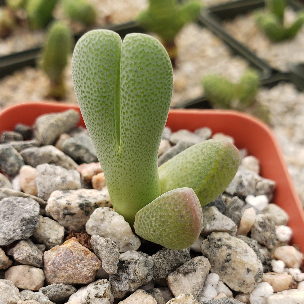 Cheiridopsis speciosa