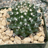 Mammillaria nejapensis silver arrows