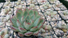 Echeveria pulidonis