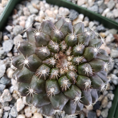 Copiapoa humilis paposoensis