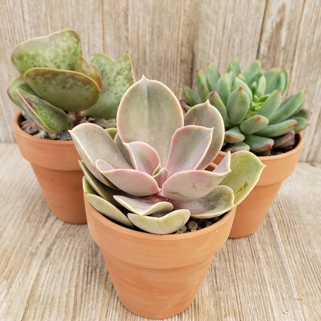 3- 2.5 inch succulents in terracotta pots