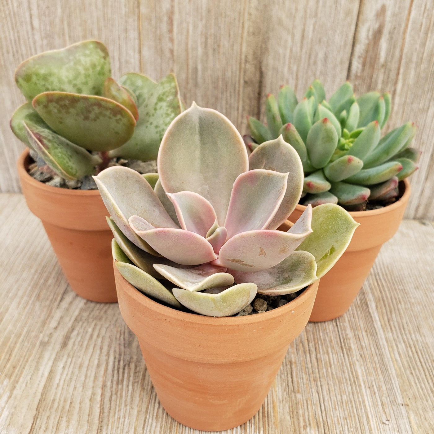 2.5 inch pots for succulents 3- 2.5 inch succulents in terracotta pots – Planet Desert
