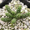 Euphorbia inermis huttonae