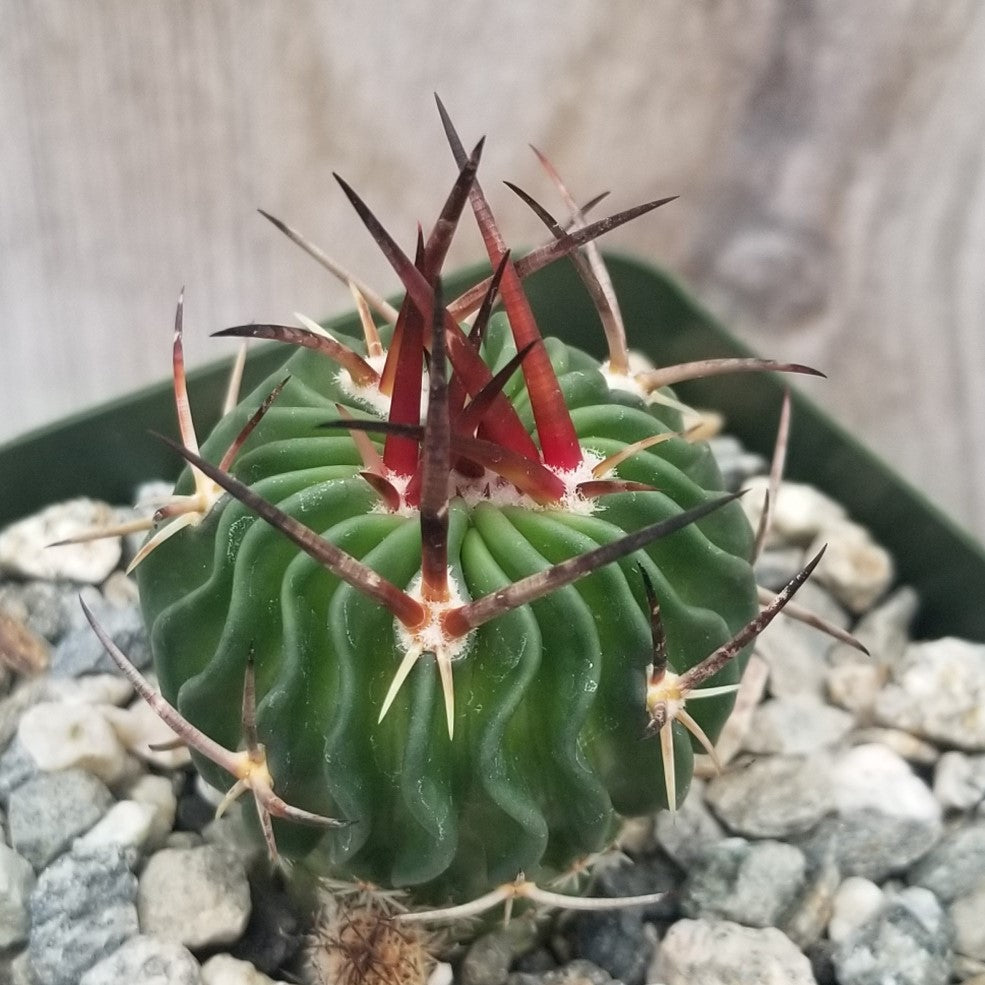 Echinofossulocactus Ri8