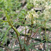 Euphorbia hedyotoides