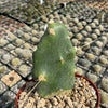 Opuntia quimilo