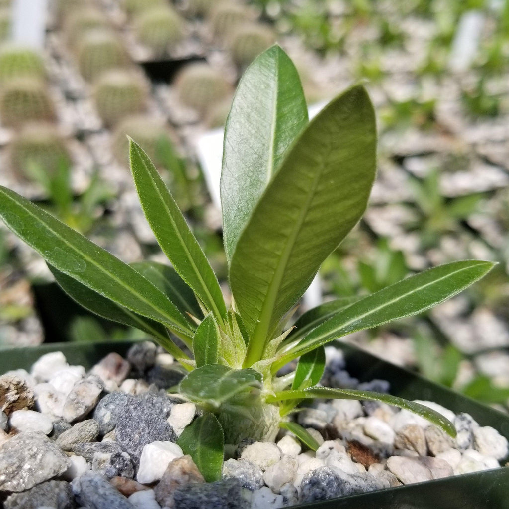 Pachypodium eburneum