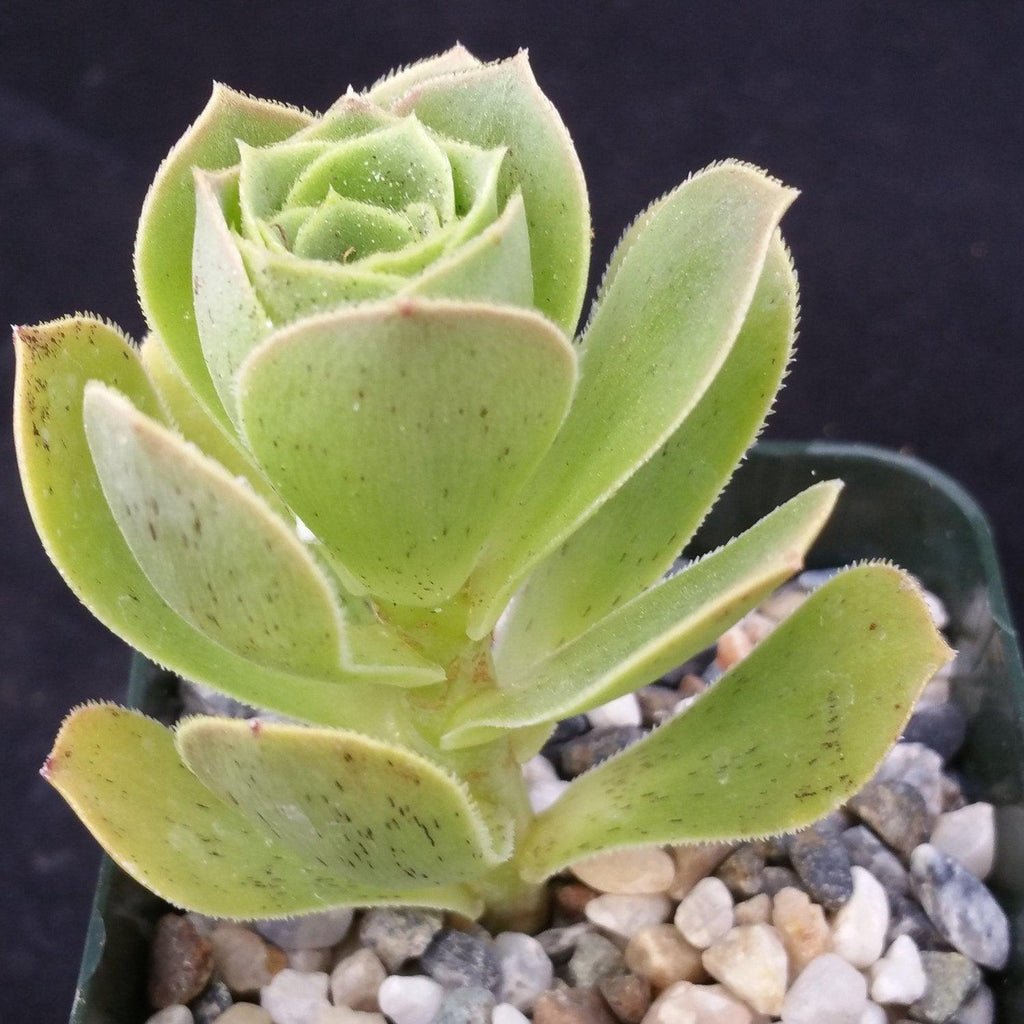 Aeonium gomerense
