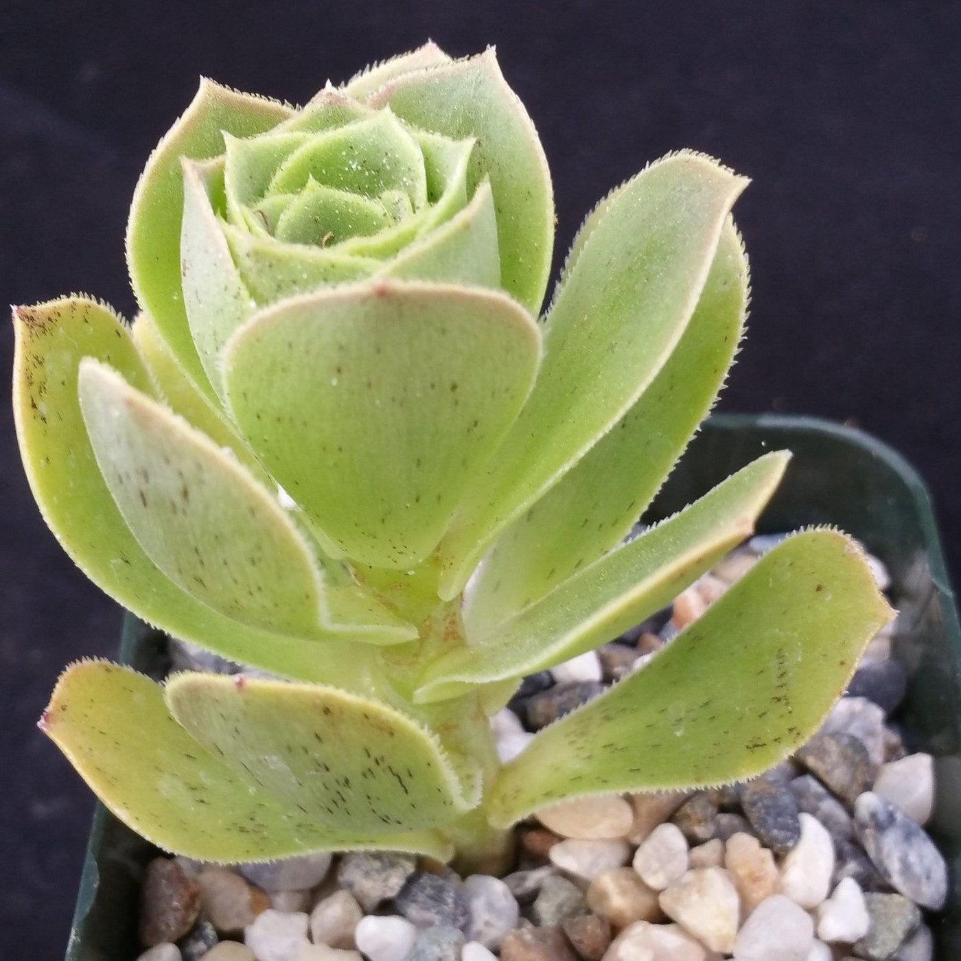 succulents evergreen Aeonium gomerense