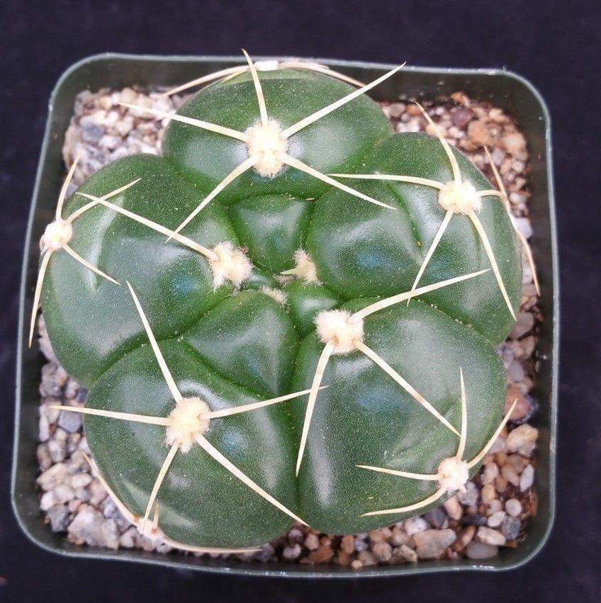 Gymnocalycium horstii