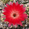 Lobivia Echinopsis hertrichiana