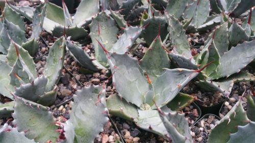 Agave colorata mescal ceniza