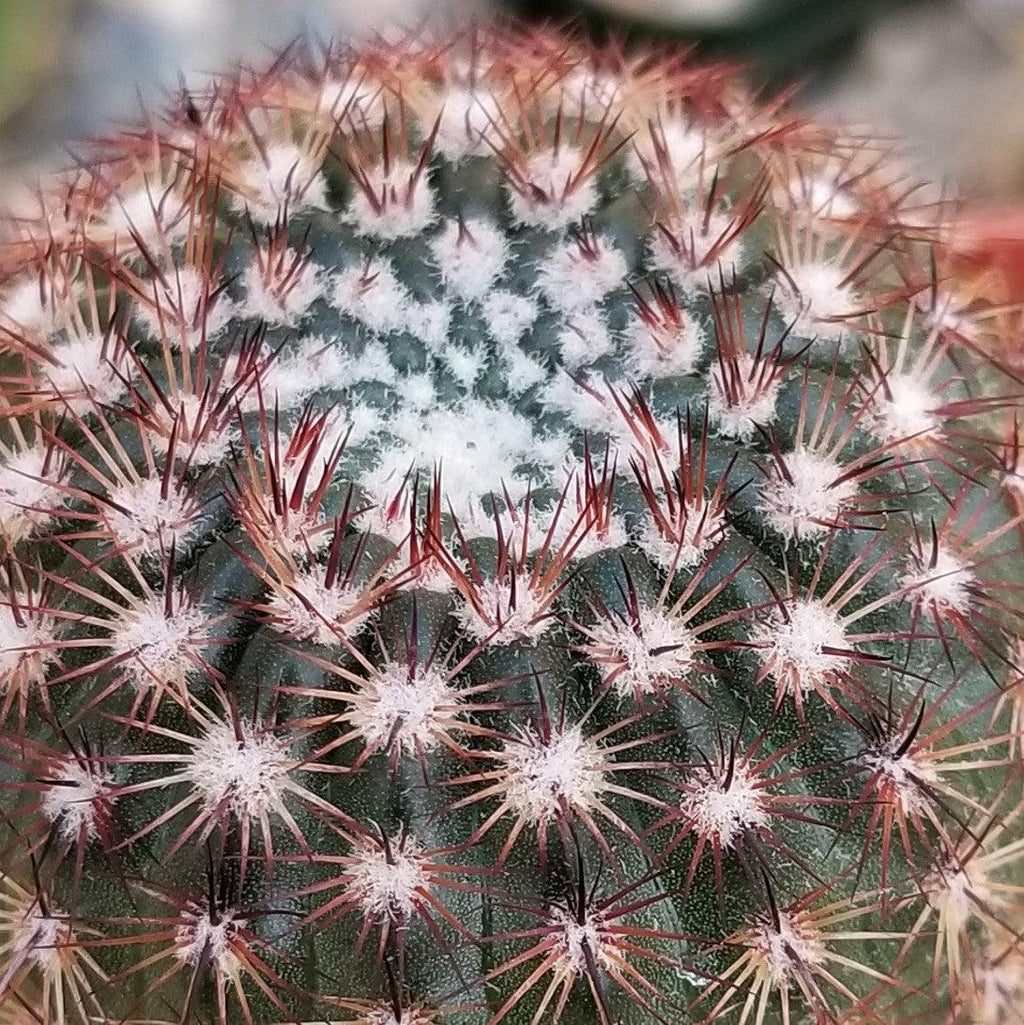 Notocactus rutilans