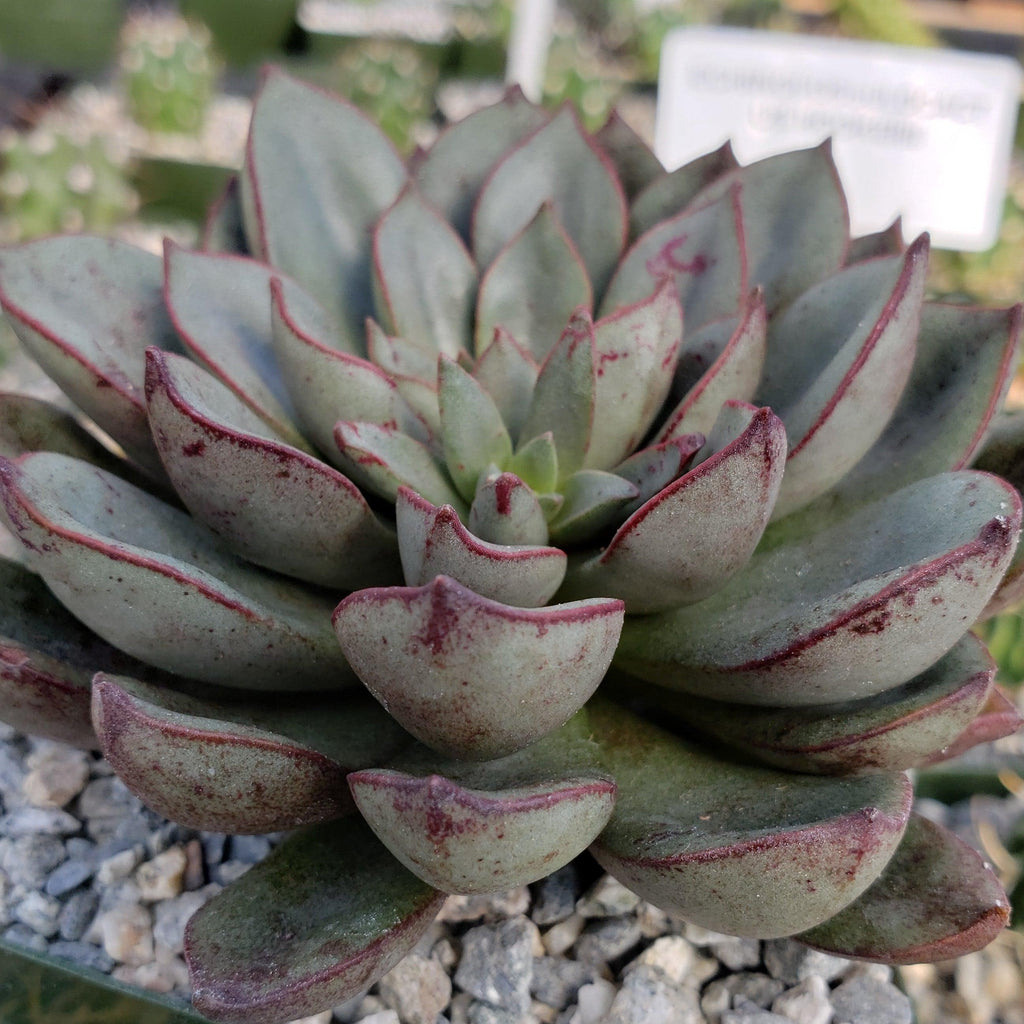 Echeveria moranii
