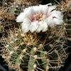 Gymnocalycium piricarpum