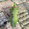 Euphorbia acrurensis abyssinia Desert Candle