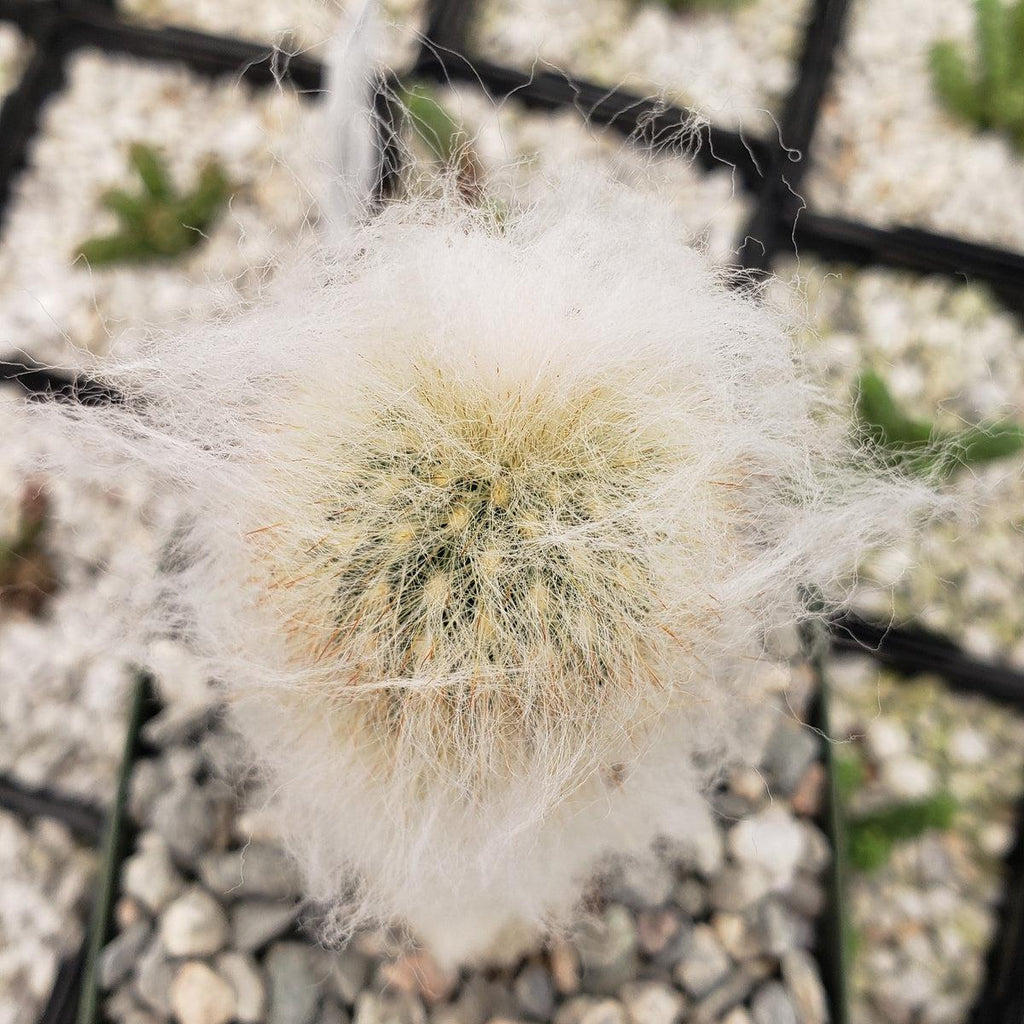 Espostoa lanata peruvian old man