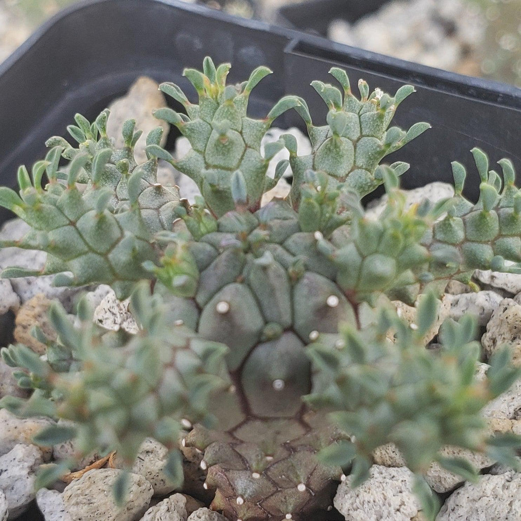 Euphorbia atroviridis