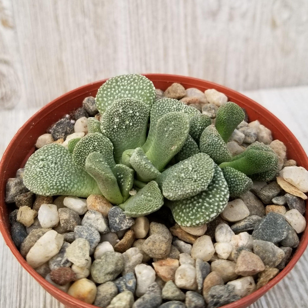 Aloinopsis villetii