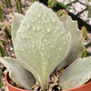 Felt Plant - Kalanchoe beharensis&