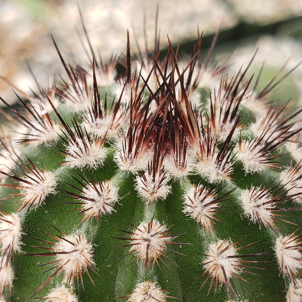 Echinocereus armatus