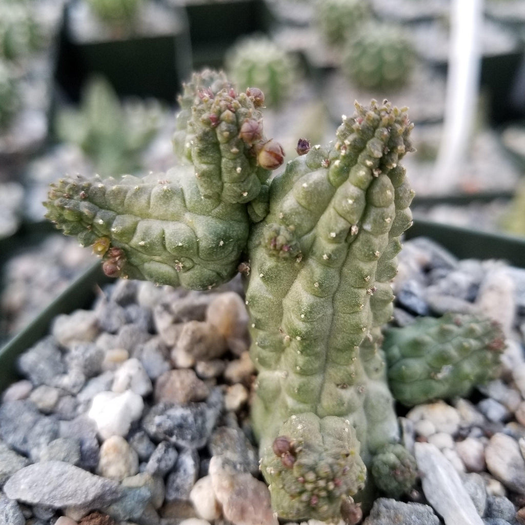 Echidnopsis cereiformis