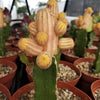 Chamaecereus lutea grafted Large