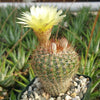 Common Ball Cactus - Parodia erubescense