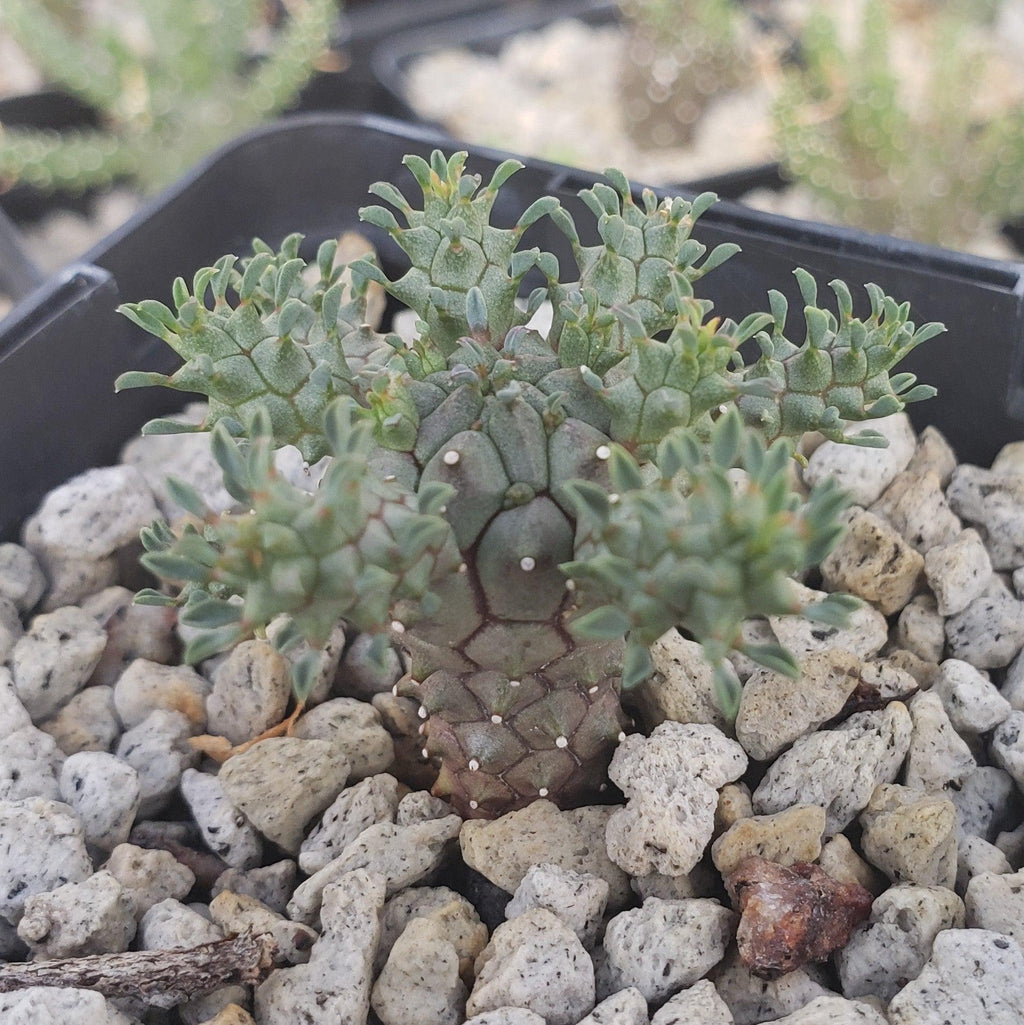 Euphorbia atroviridis