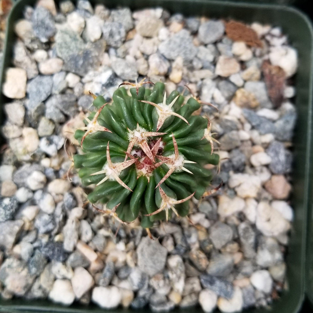 Echinofossulocactus Hookerii