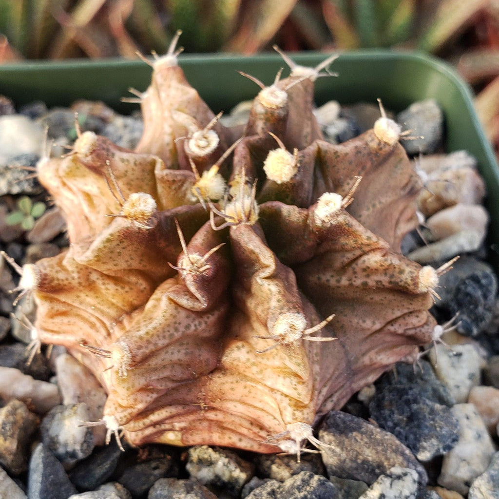 Gymnocalycium stenogonum