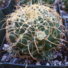 Mammillaria camptotricha marnier