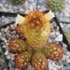 Copper King Cactus - Mammillaria elongata ‘Copper King’