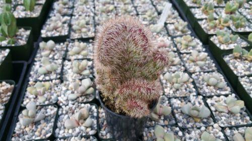 Stenocereus hollianus cristata