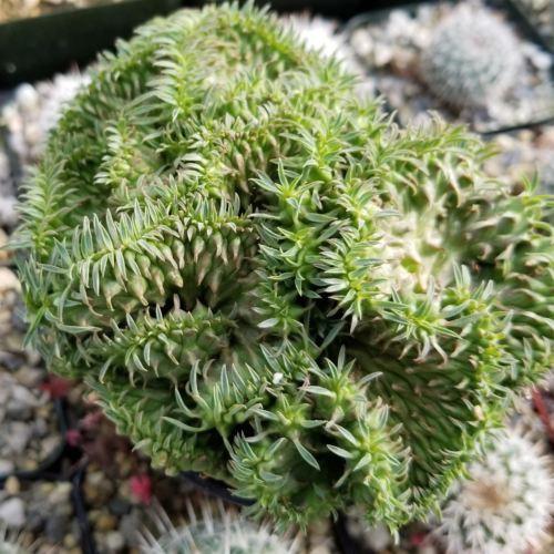 Euphorbia spiralis cristata