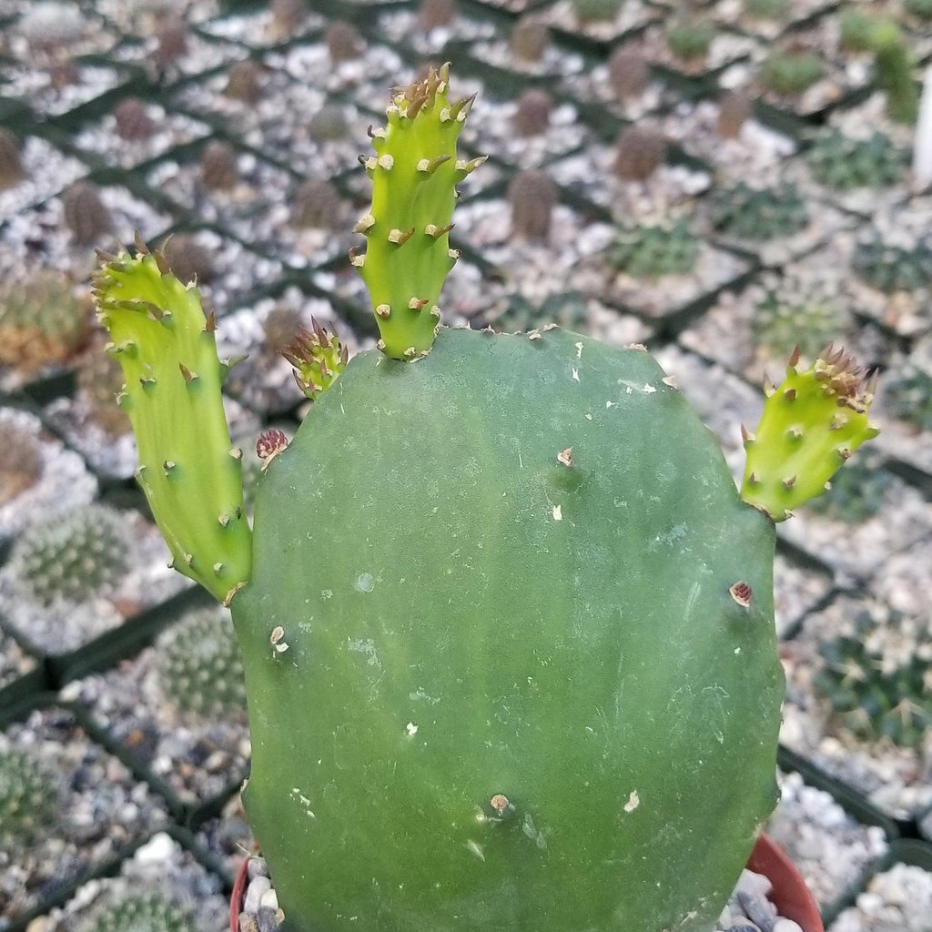 Opuntia ellisian &